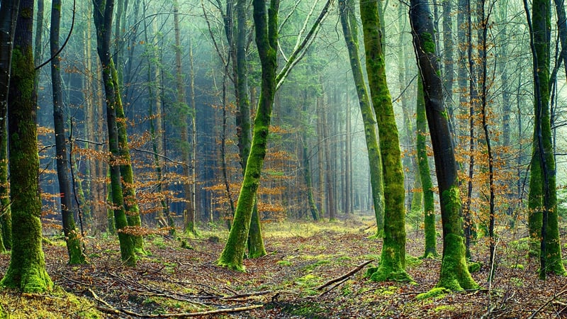 Enchanted Woods Suit