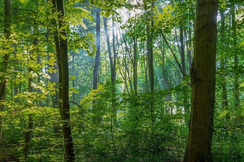 Whispering Pines Grove