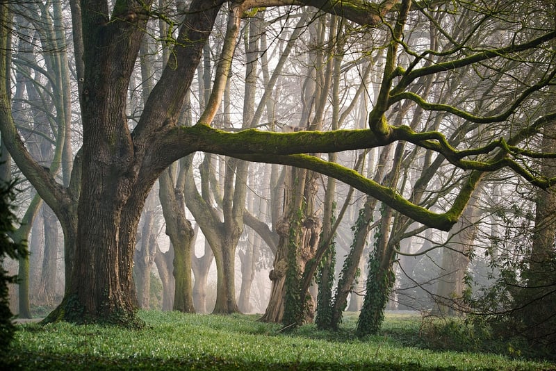 Enchanted Forest Wedding Venue